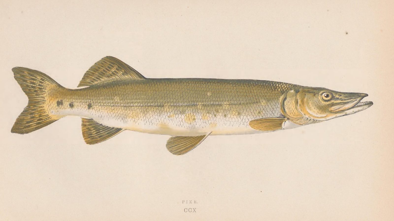 28-Jan Tales of Reptiles, Fish and More Section Image