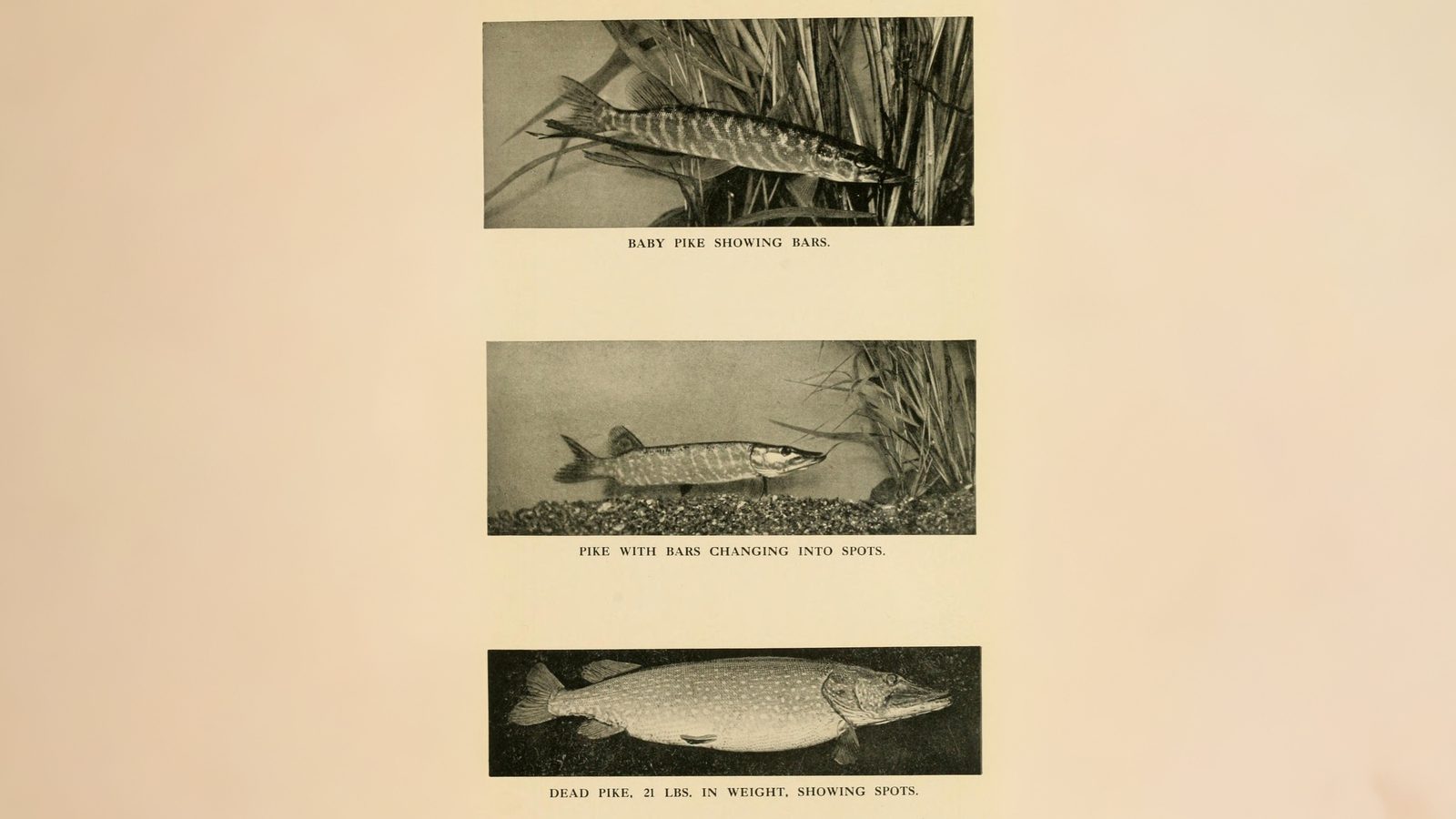 28-Jan Tales of Reptiles, Fish and More Section Image