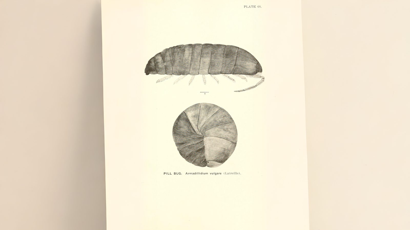 28-Jan Tales of Reptiles, Fish and More Section Image