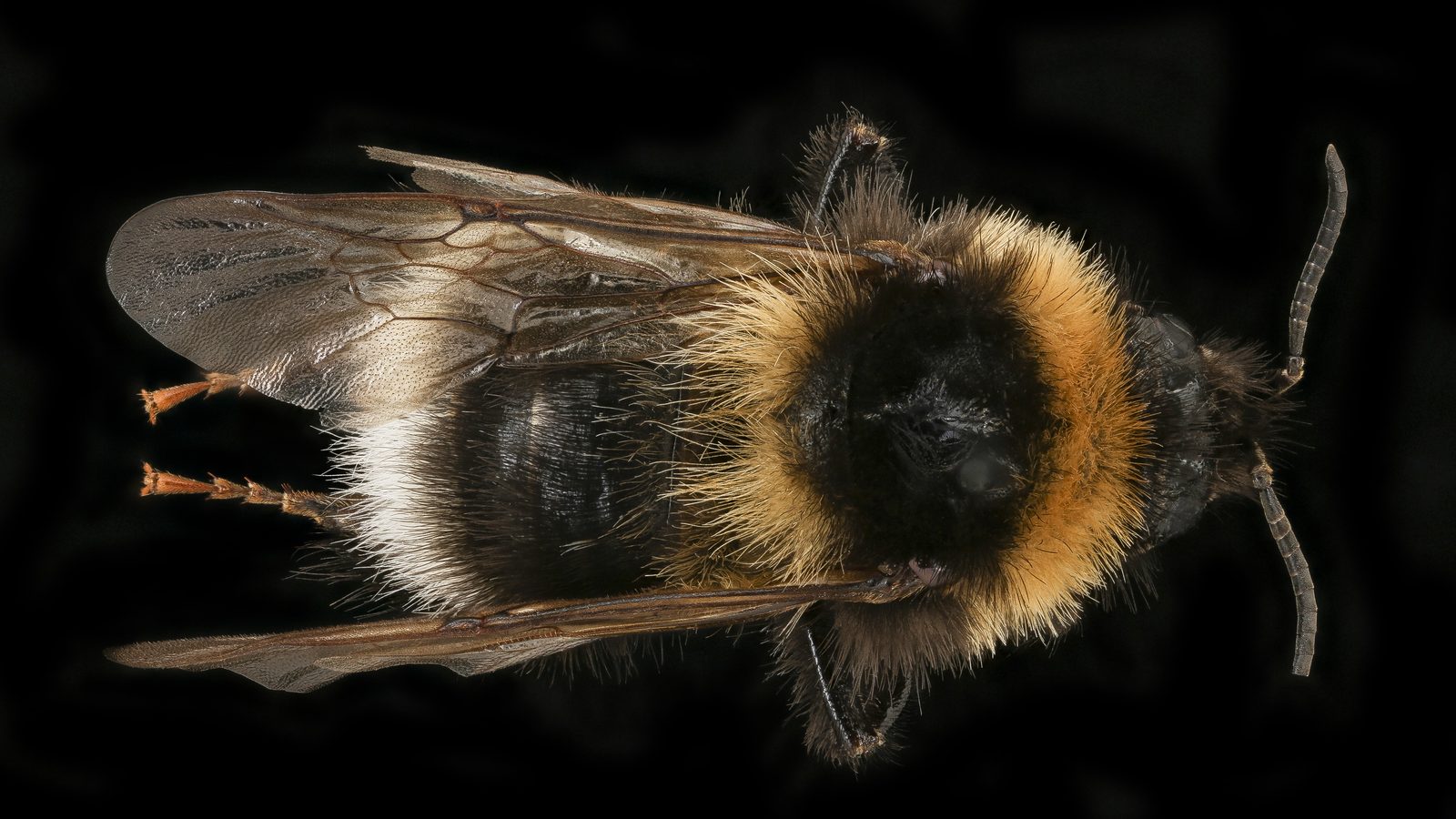 29-Mar London’s Insect Revival Section Image