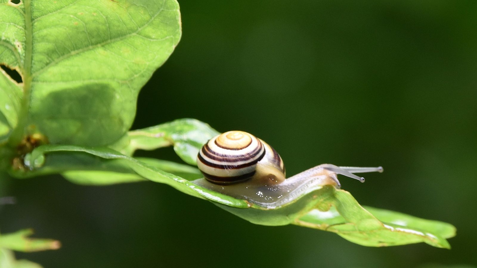 29-Apr London’s April Snails: Spiral Secrets Section Image