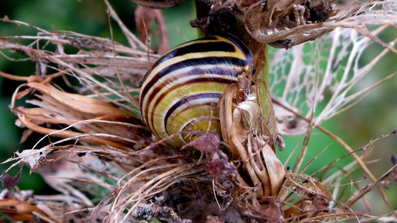 29-Apr London’s April Snails: Spiral Secrets Section Image