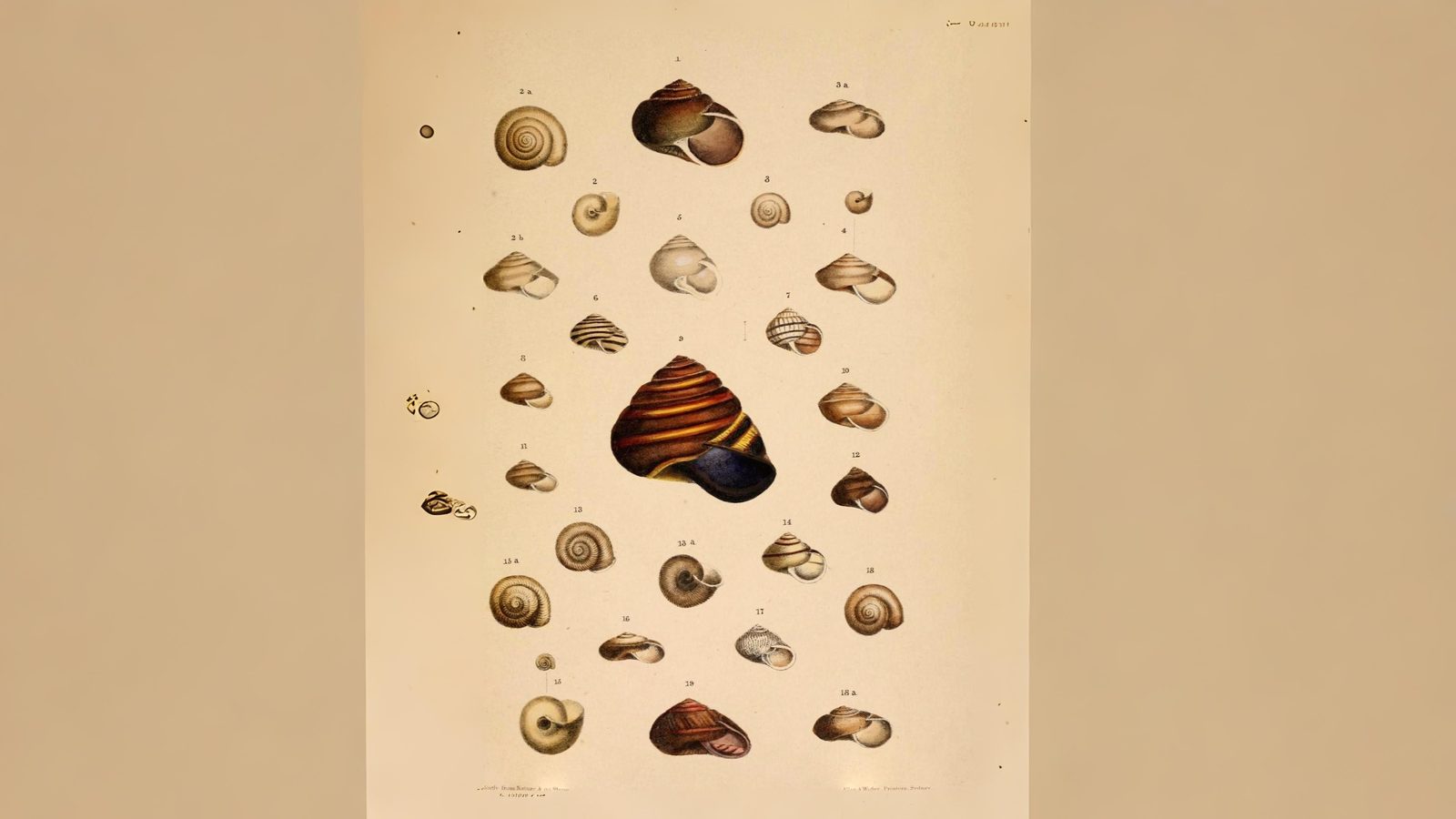 29-Apr London’s April Snails: Spiral Secrets Section Image
