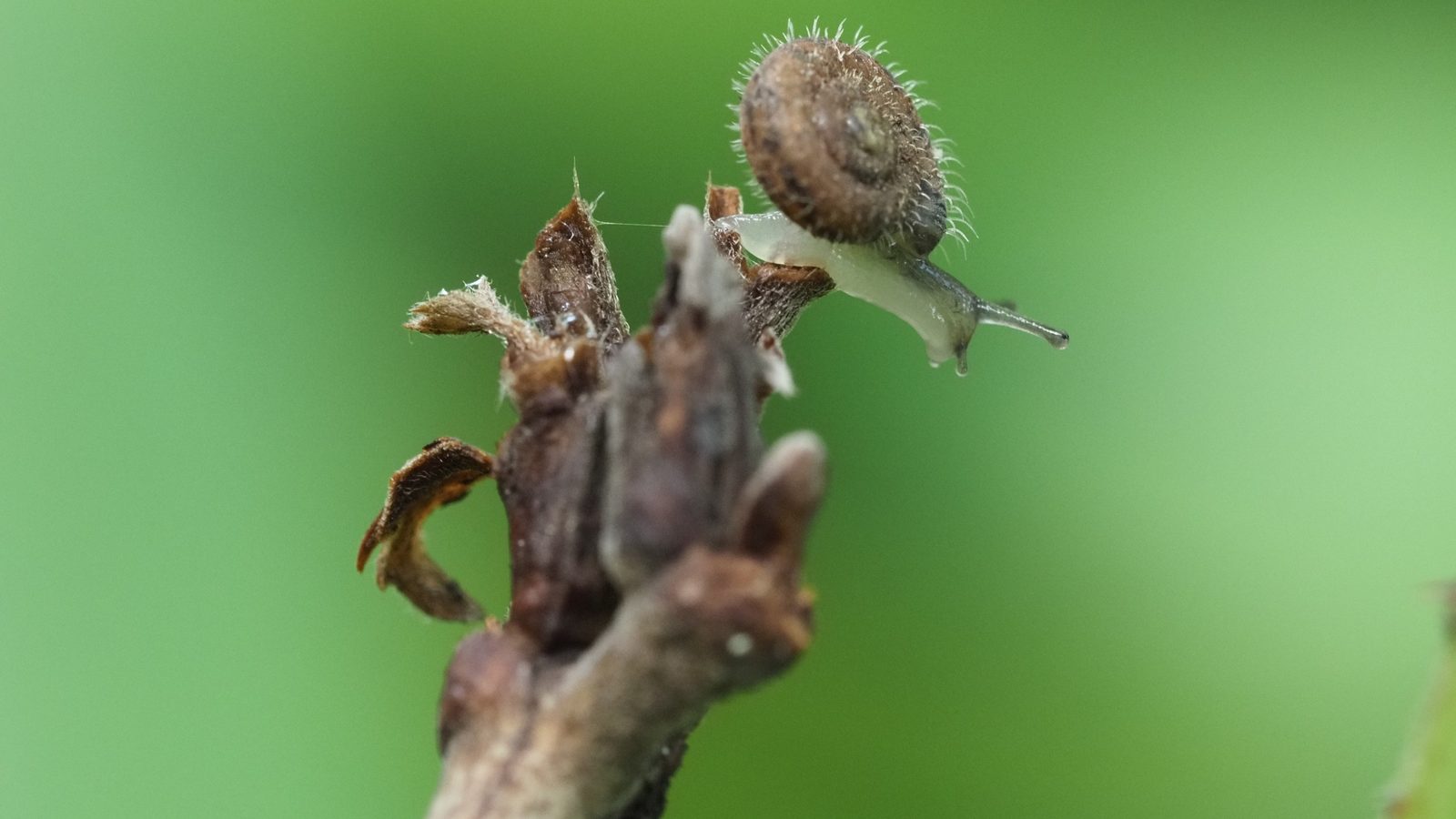 29-Apr London’s April Snails: Spiral Secrets Section Image