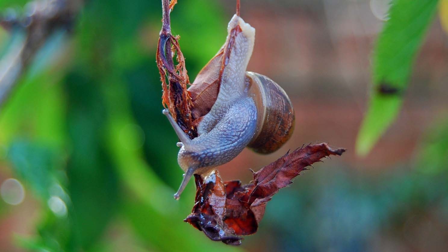 29-Apr London’s April Snails: Spiral Secrets Section Image