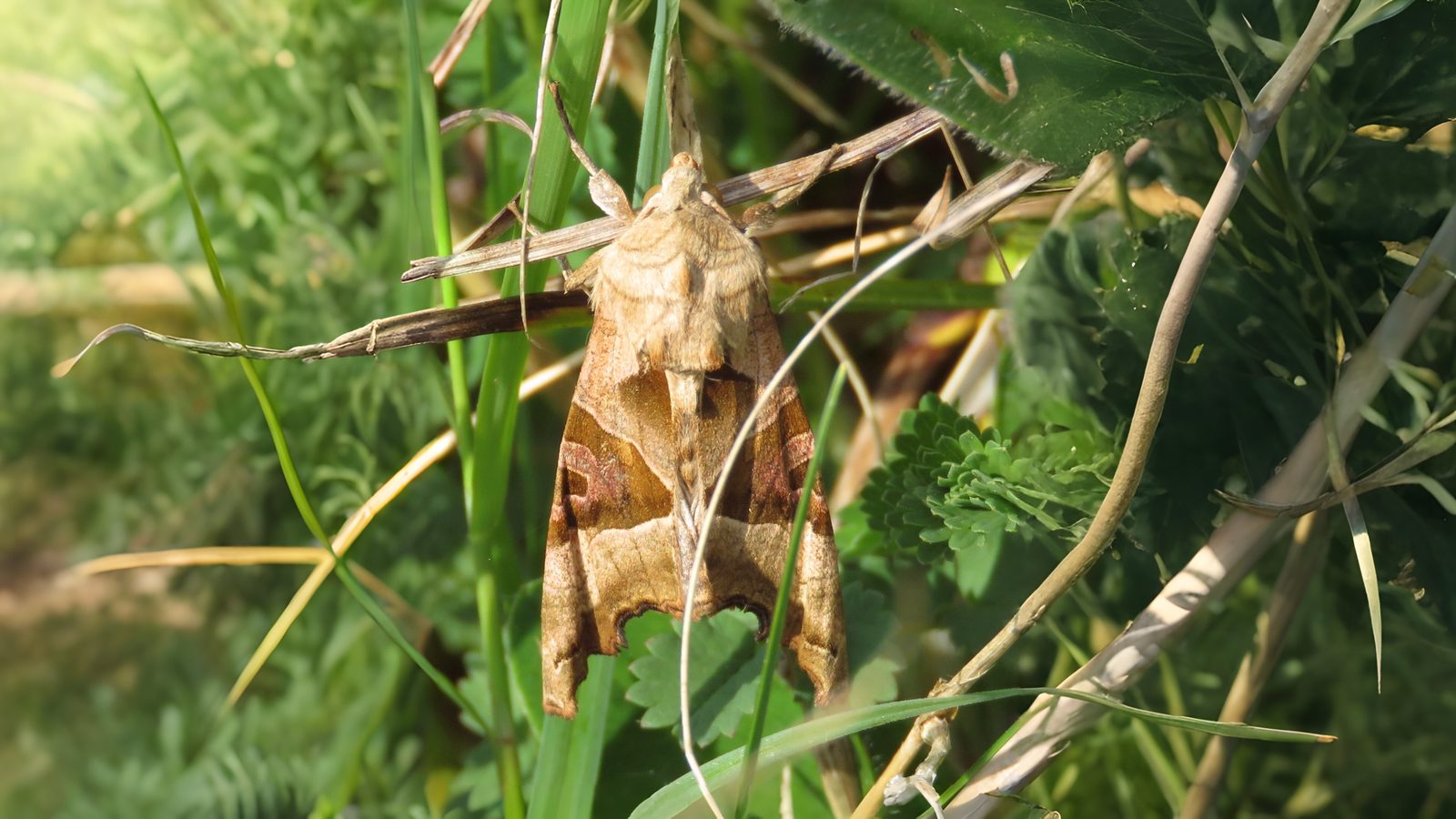 30-Mar London’s Moth Magic Section Image