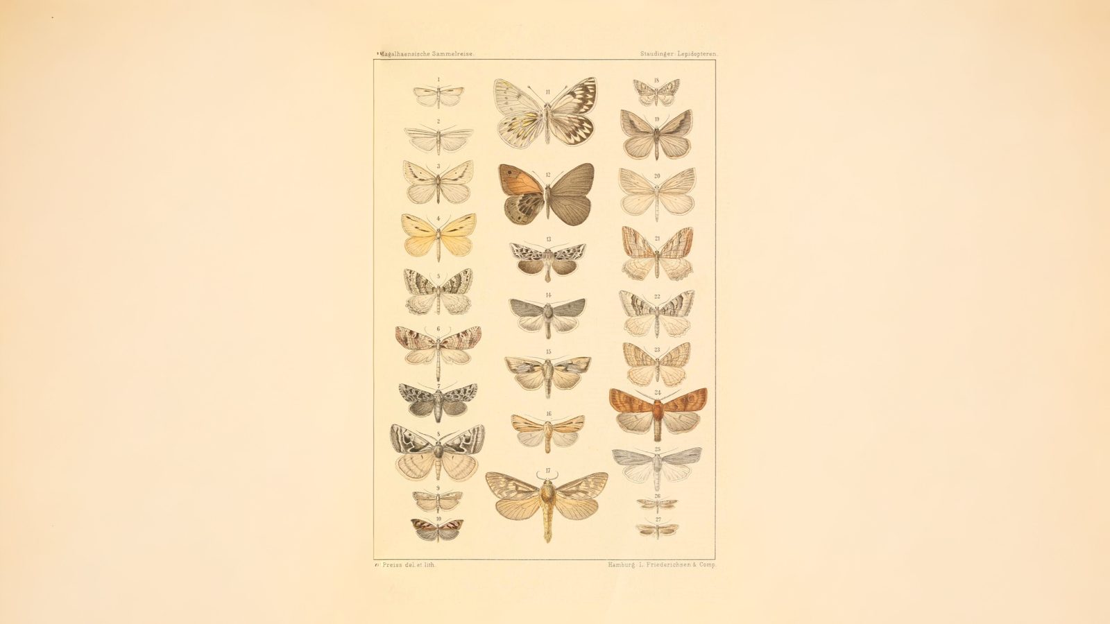 30-Mar London’s Moth Magic Section Image