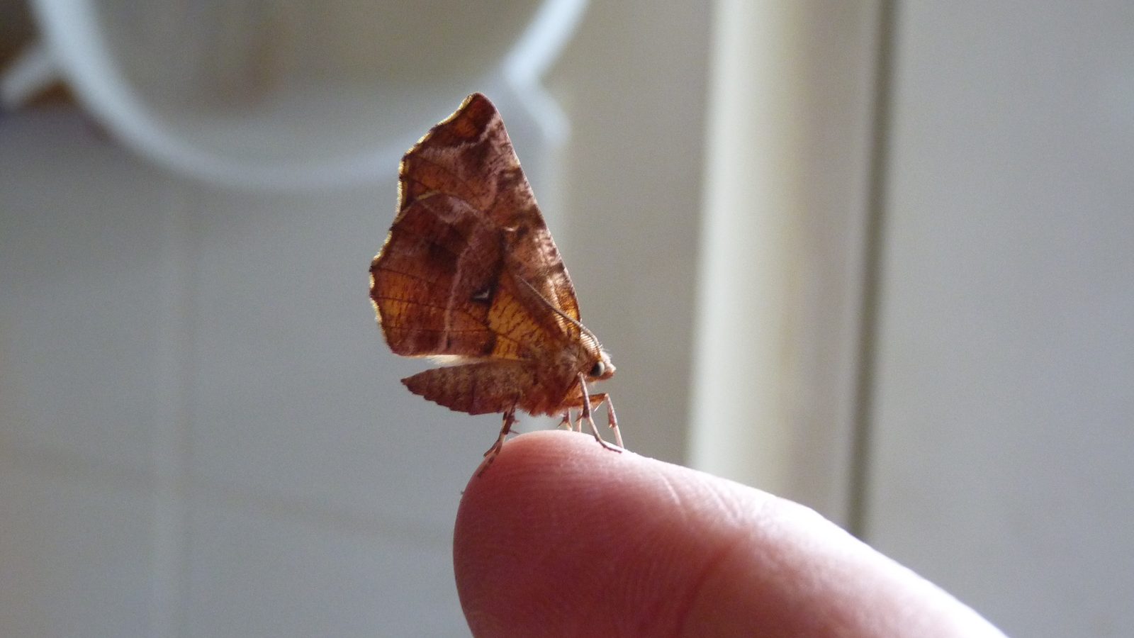 30-Mar London’s Moth Magic Section Image