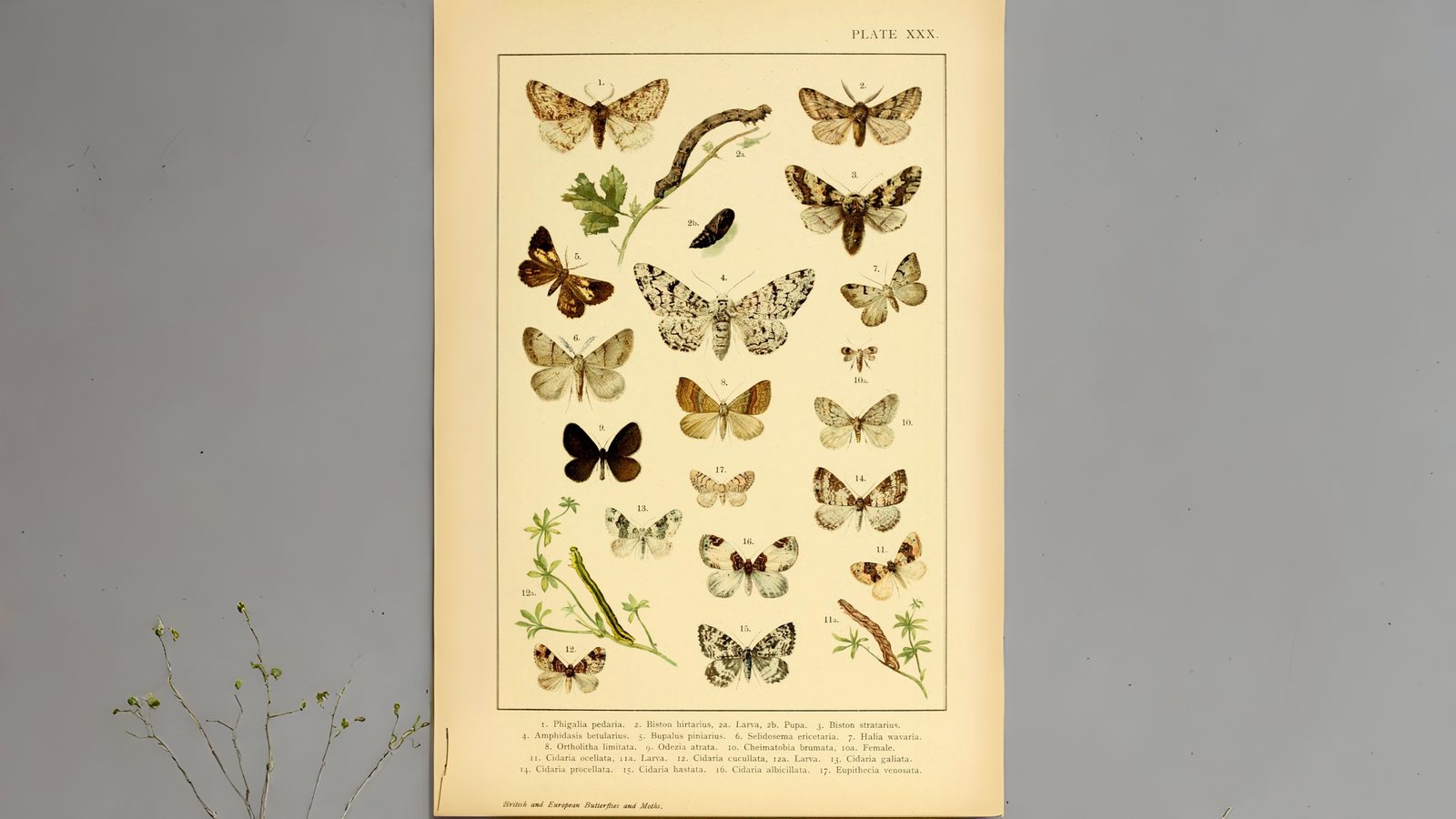 30-Mar London’s Moth Magic Section Image