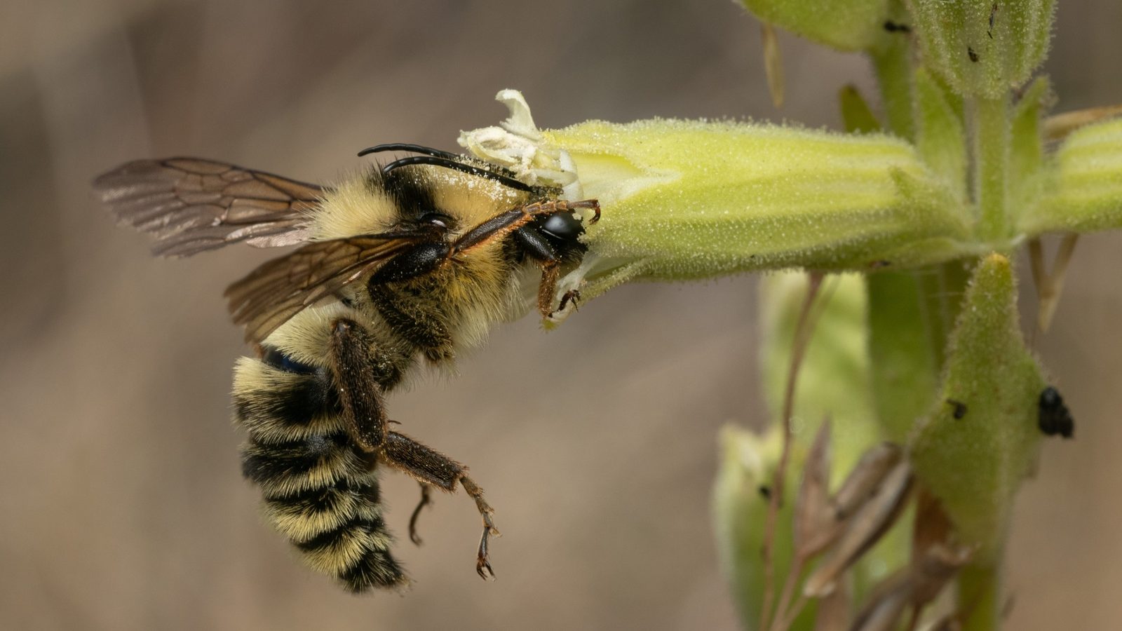 30-Apr April’s Bee Society: Builders & Bandits Section Image