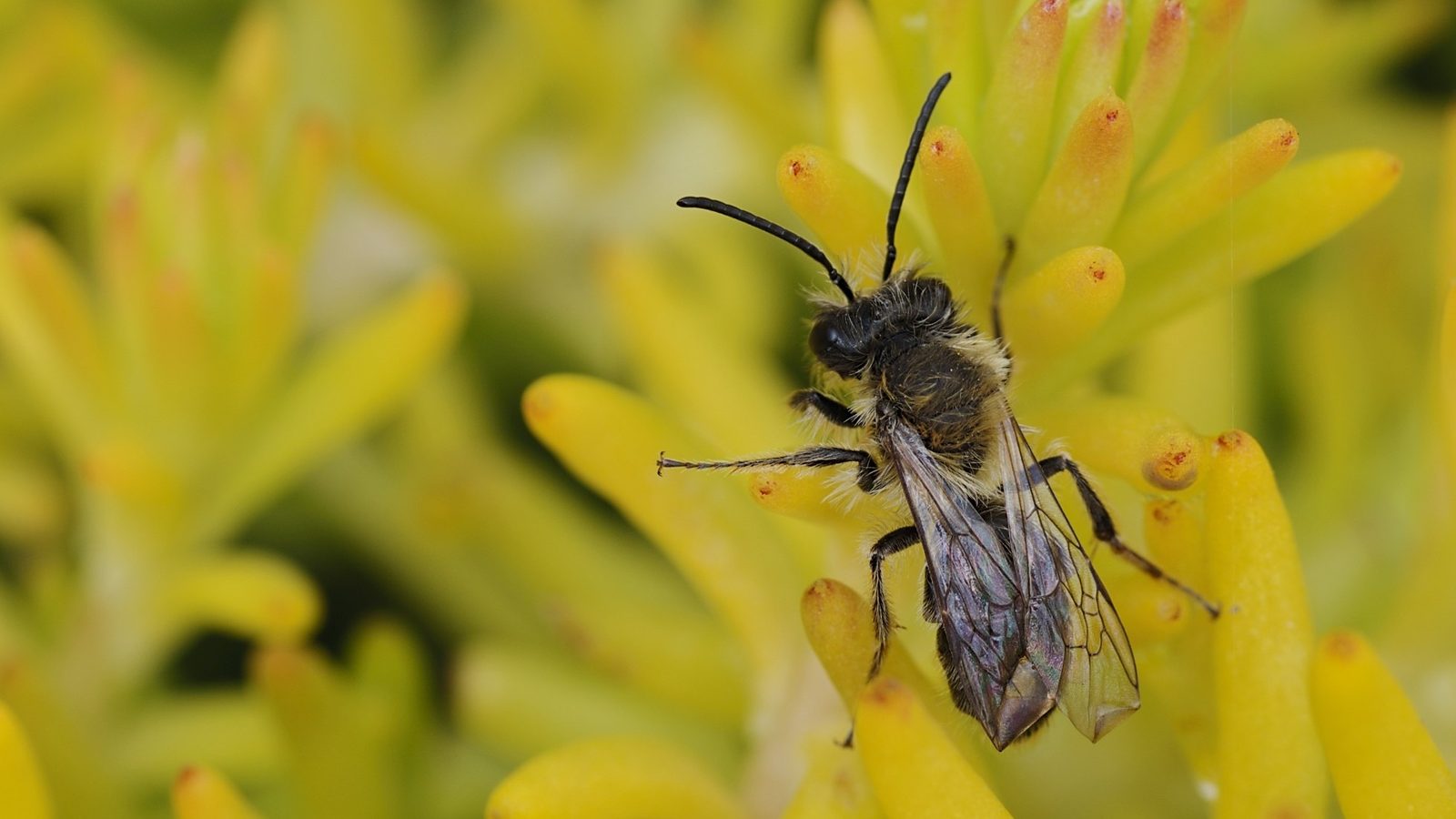 30-Apr April’s Bee Society: Builders & Bandits Section Image