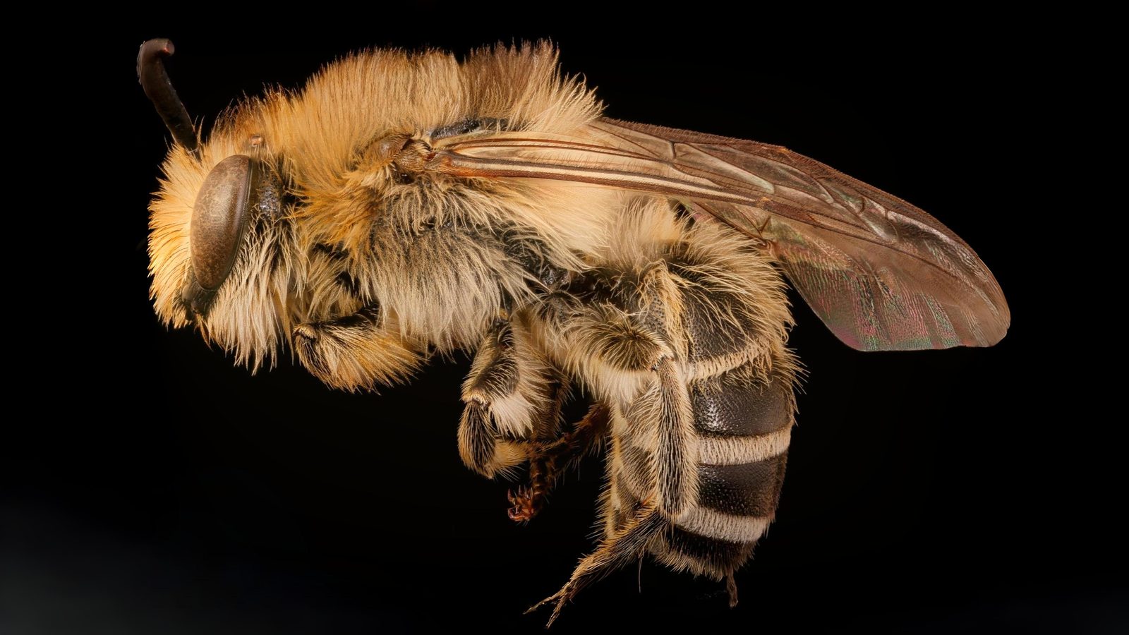 30-Apr April’s Bee Society: Builders & Bandits Section Image