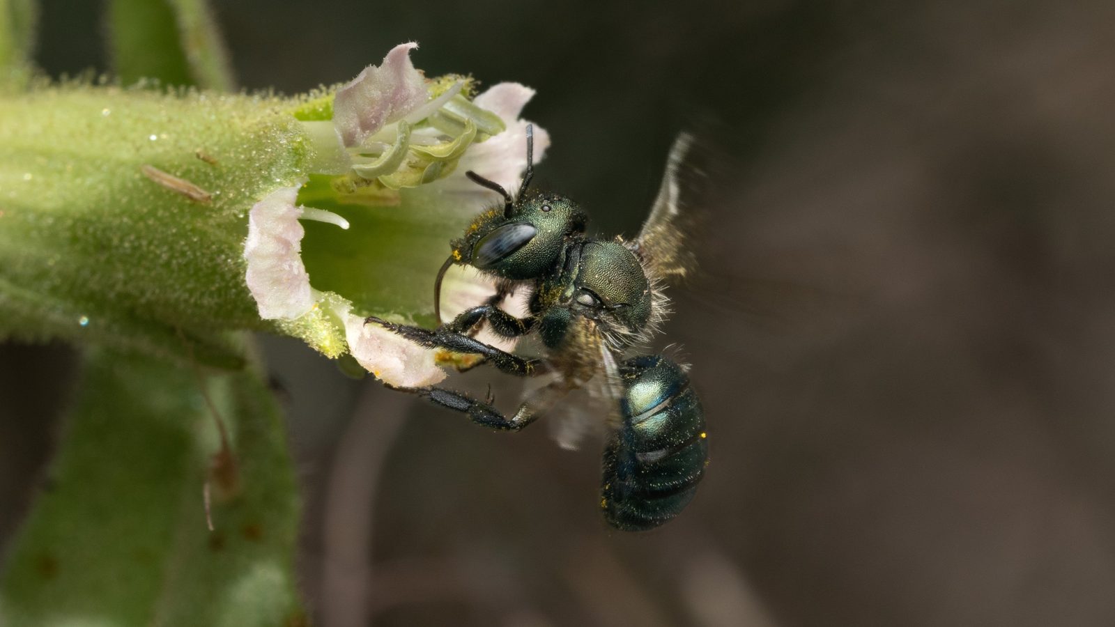 30-Apr April’s Bee Society: Builders & Bandits Section Image