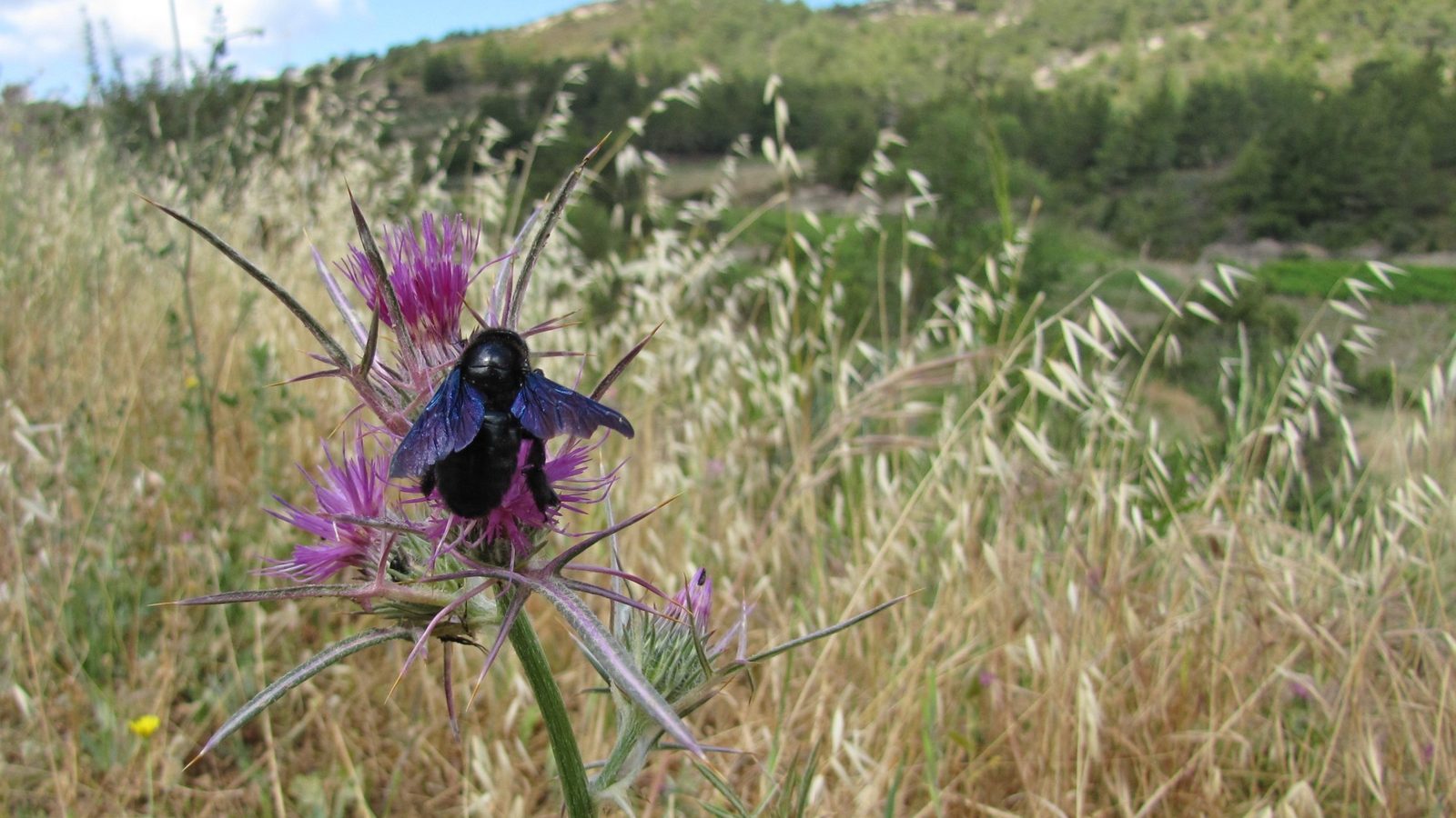 30-Apr April’s Bee Society: Builders & Bandits Section Image