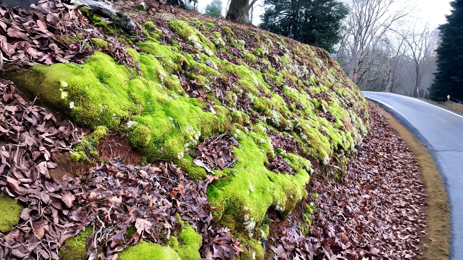 30-Jan Mosses and Liverwort Section Image