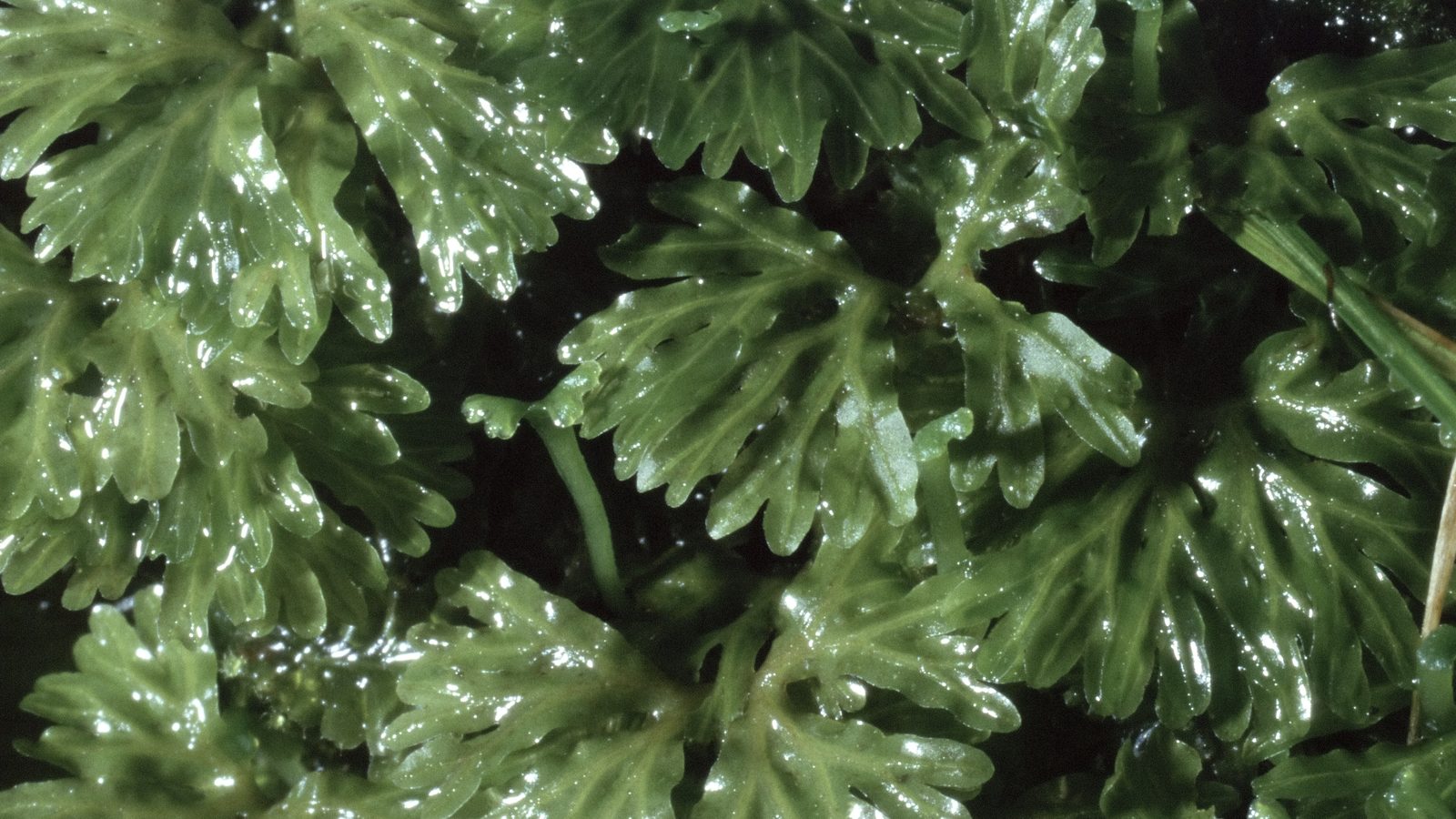 30-Jan Mosses and Liverwort Section Image