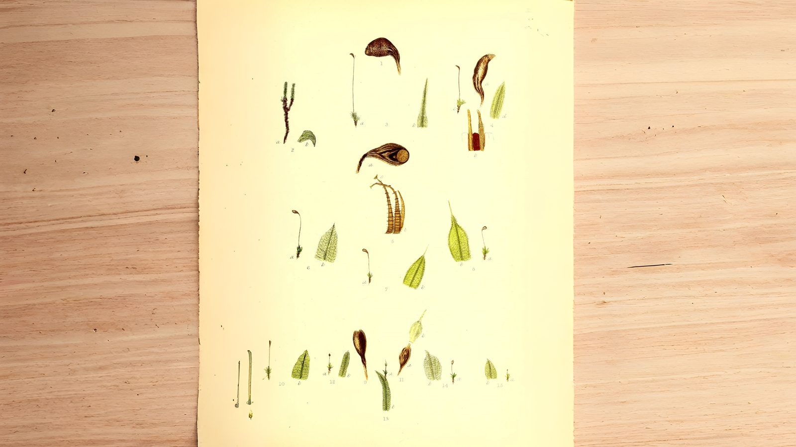 30-Jan Mosses and Liverwort Section Image