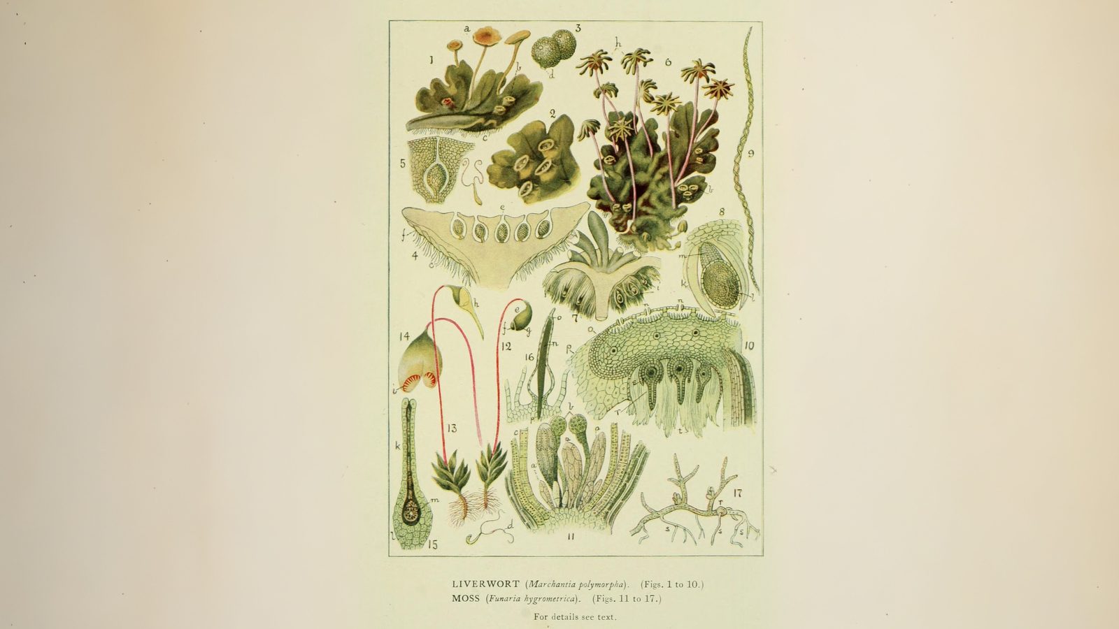30-Jan Mosses and Liverwort Section Image