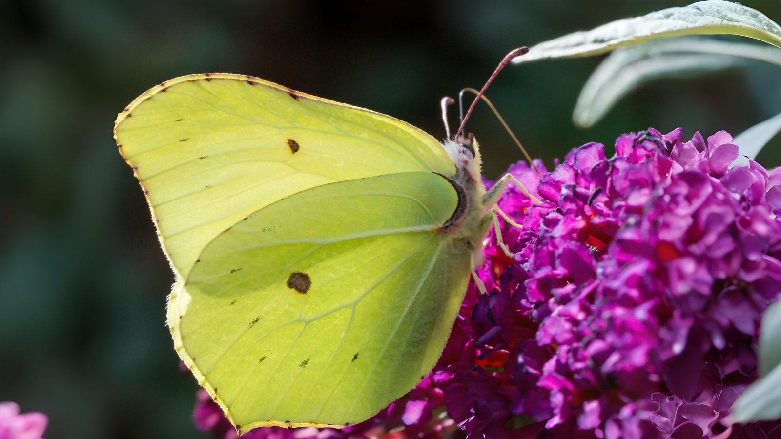 31-Mar London’s Butterfly Bonanza Section Image