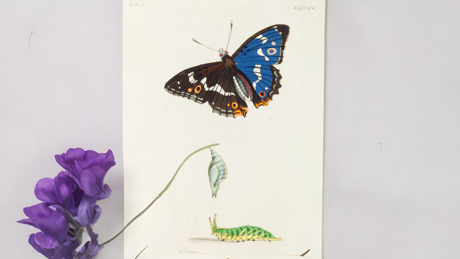 31-Mar London’s Butterfly Bonanza Section Image