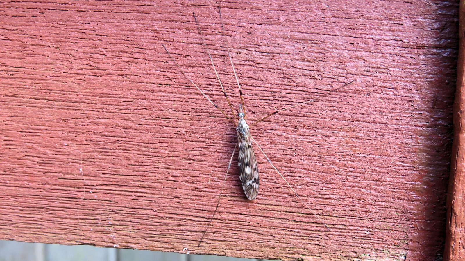 31-Jan Insects of January Section Image