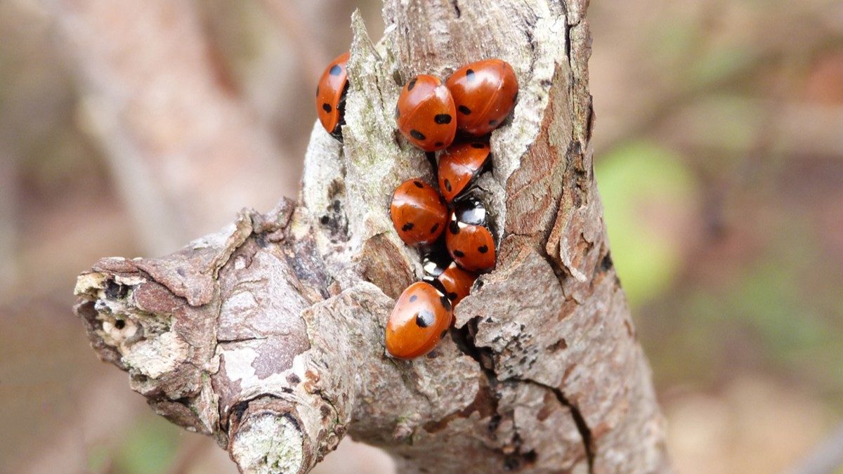 31-Jan Insects of January Section Image