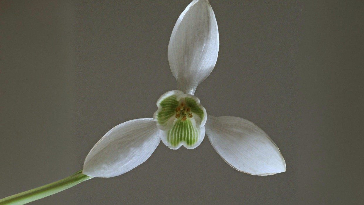 01-Jan Snowdrops and Winter Aconites Section Image