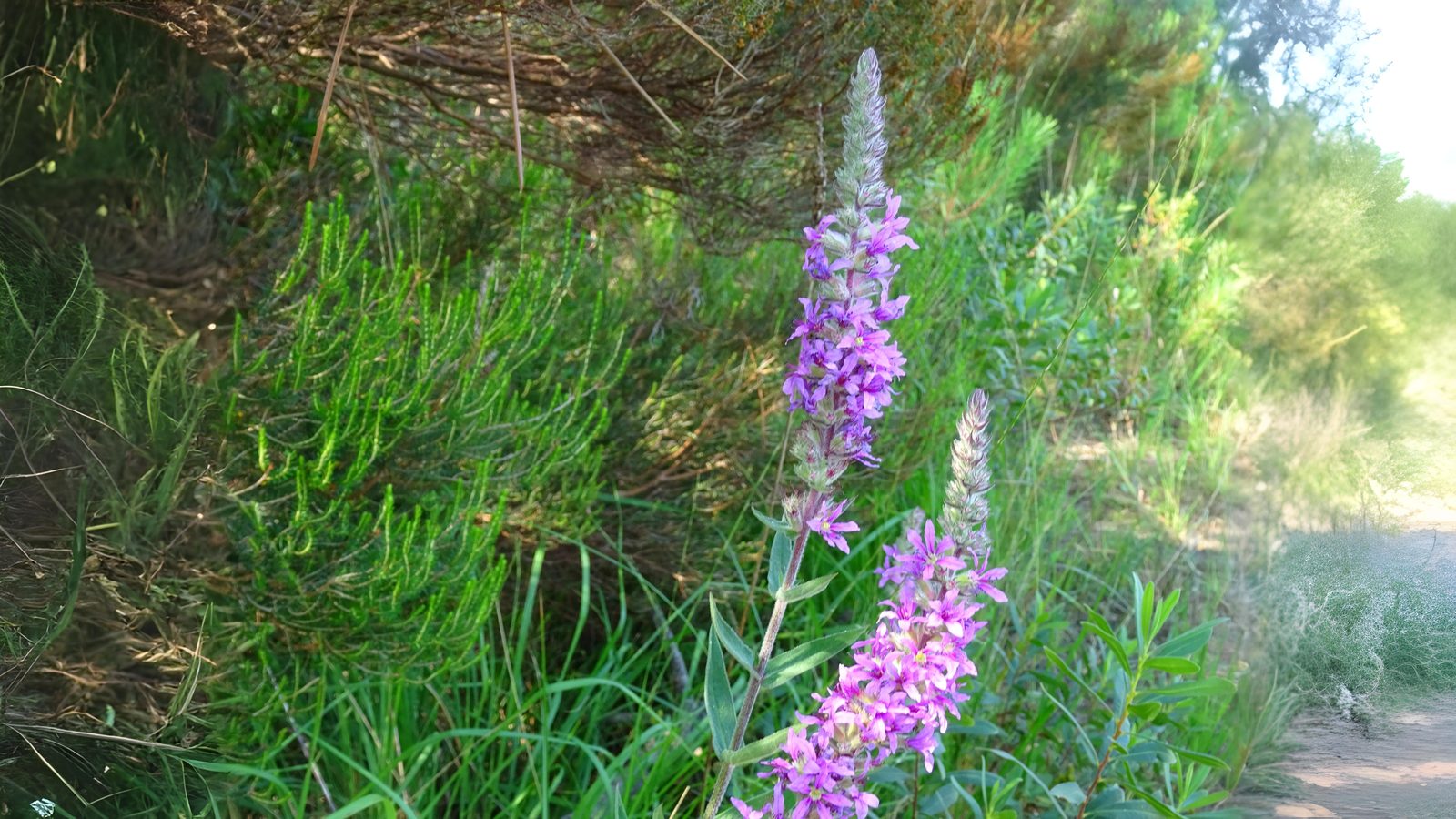 10-July London’s July Wildflowers Section Image
