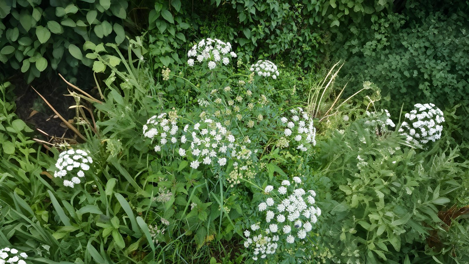 10-July London’s July Wildflowers Section Image