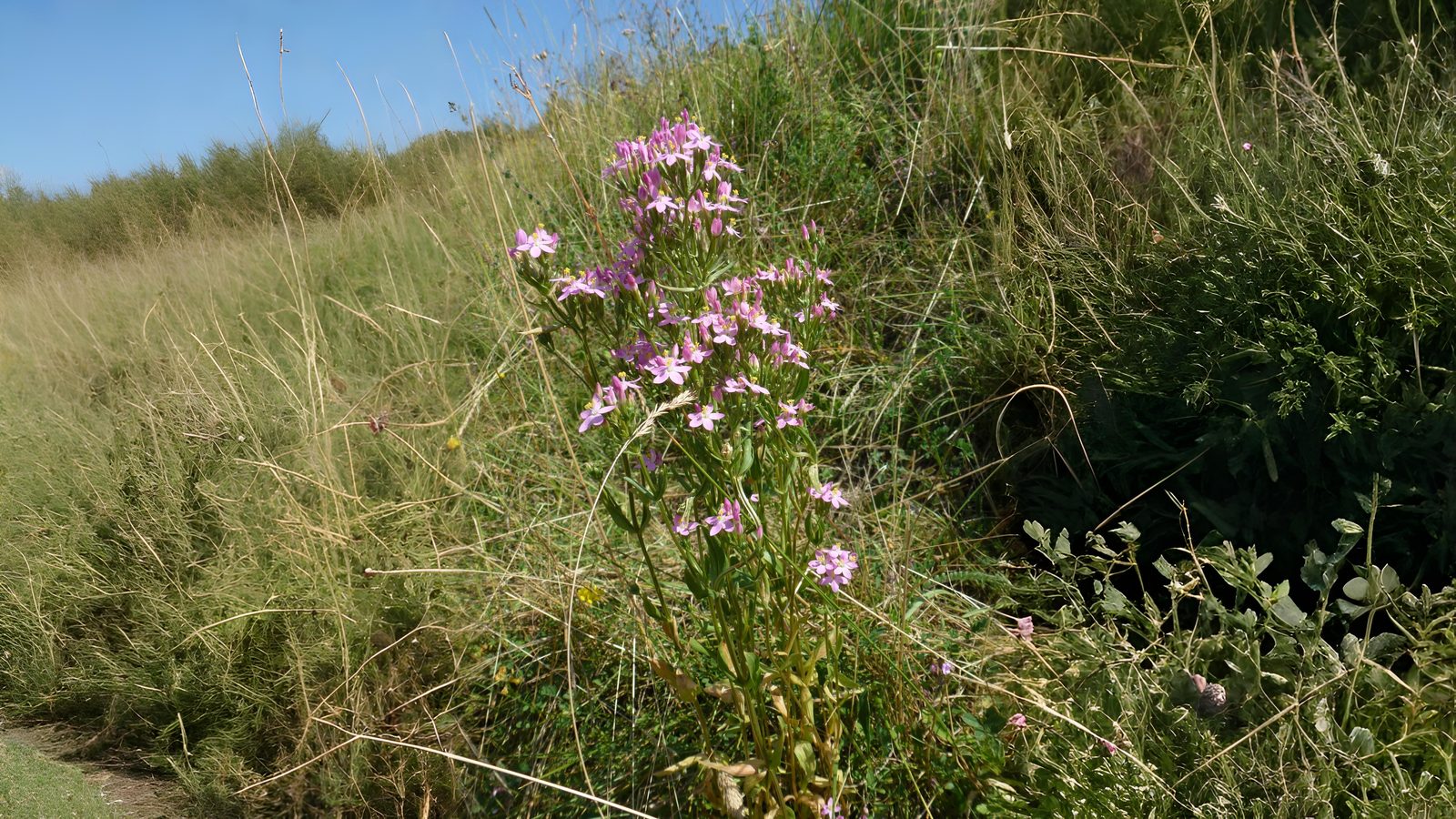 10-July London’s July Wildflowers Section Image