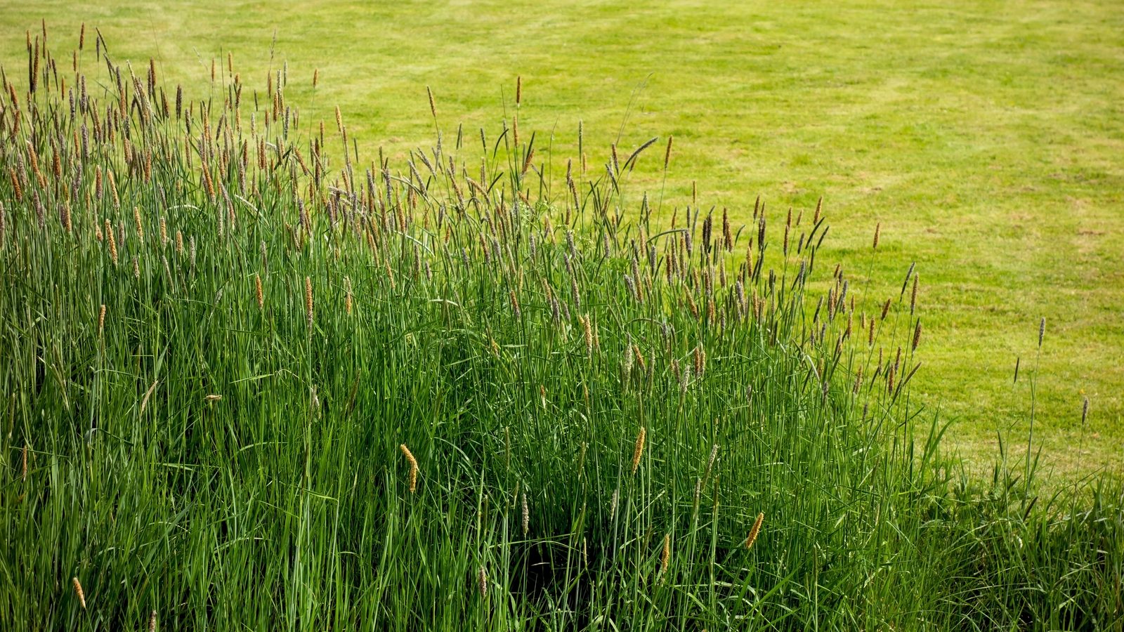 11-July London’s July Grasses Section Image