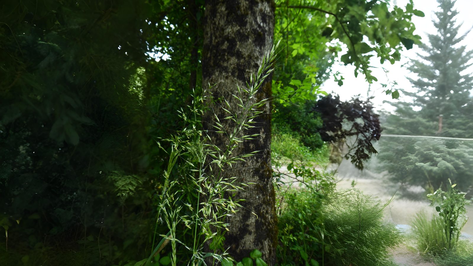 11-July London’s July Grasses Section Image