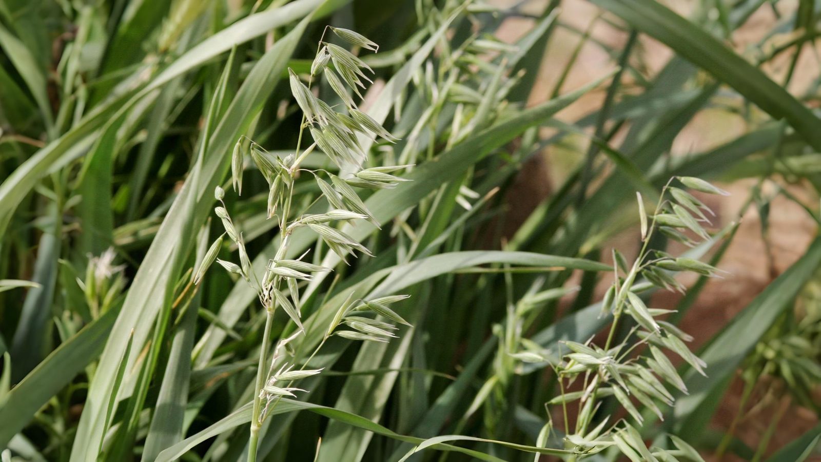 11-July London’s July Grasses Section Image