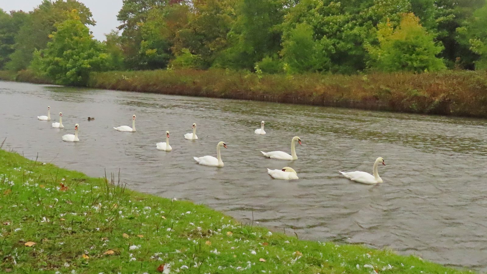 12-July Swan Upping Section Image