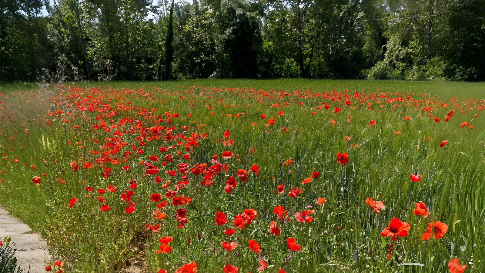 14-July Lost Cornfield Flowers & London’s Last Wild Orchids Section Image