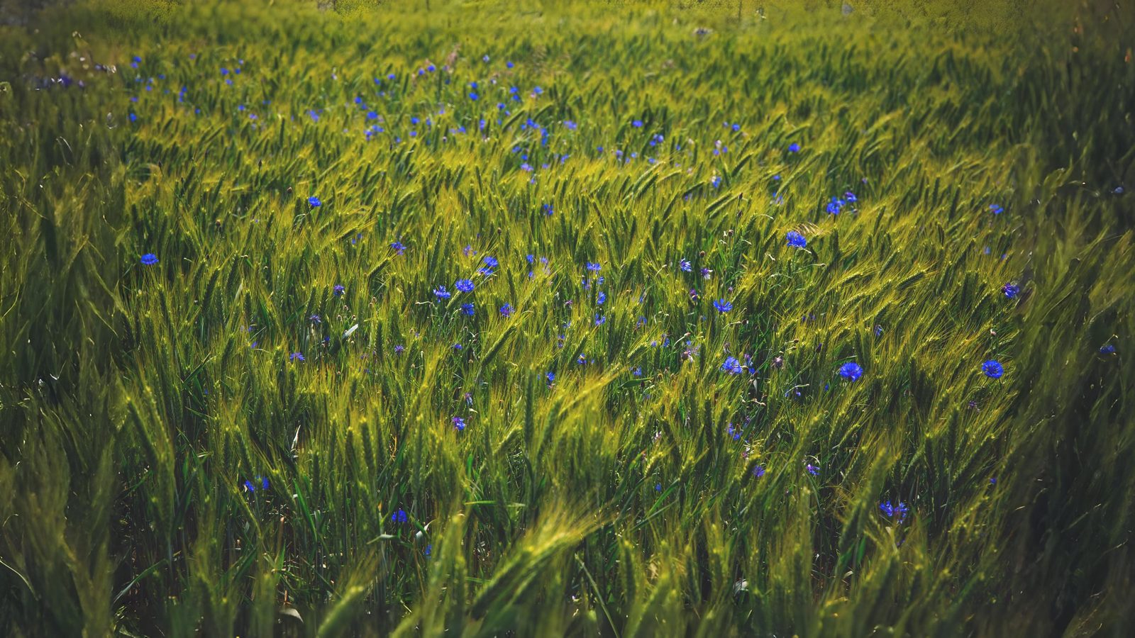 14-July Lost Cornfield Flowers & London’s Last Wild Orchids Section Image