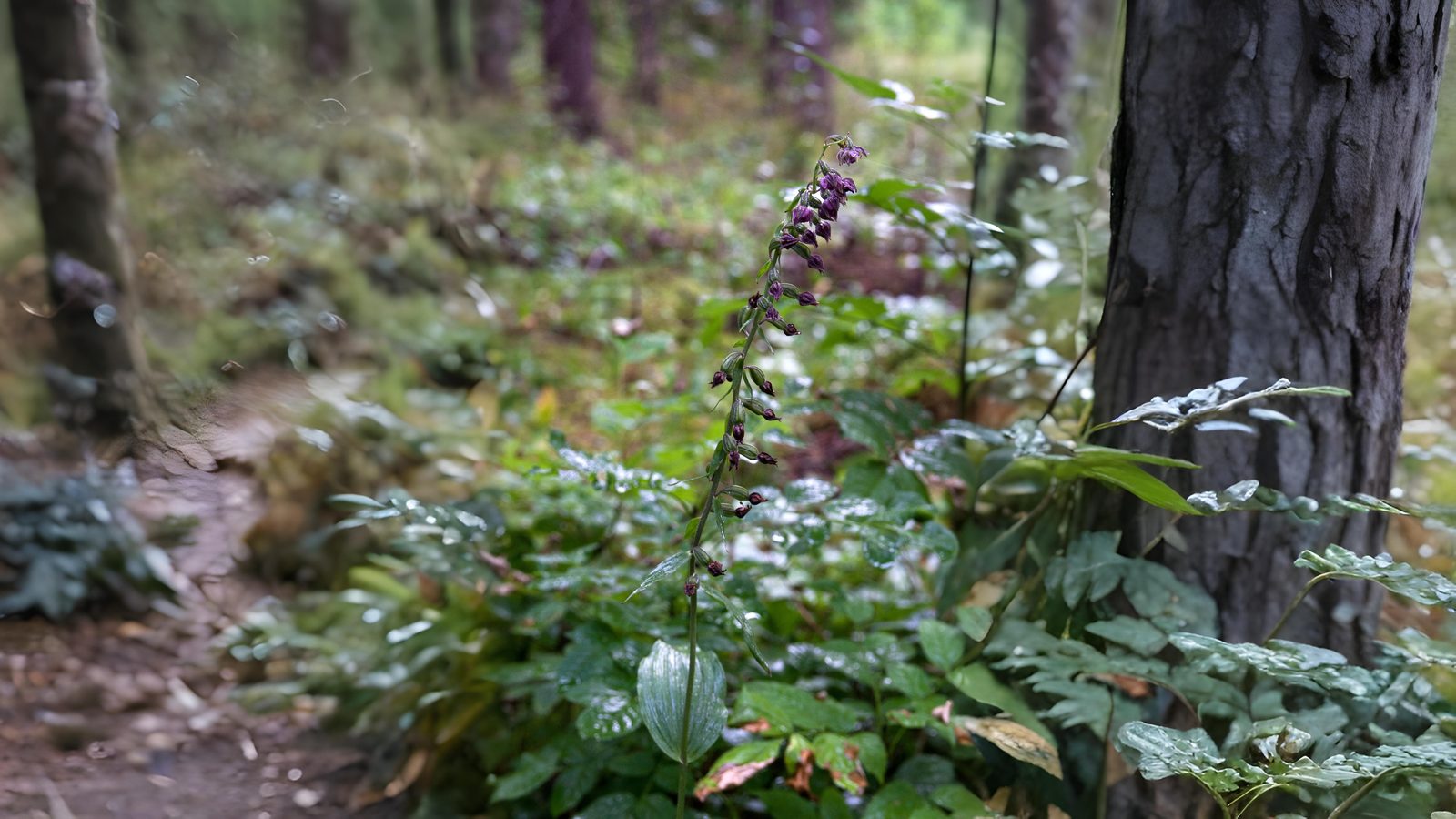 14-July Lost Cornfield Flowers & London’s Last Wild Orchids Section Image