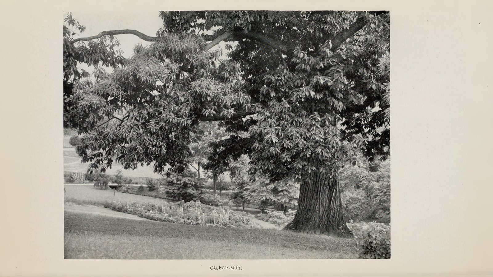 16-July London in Bloom: The Trees of July Section Image