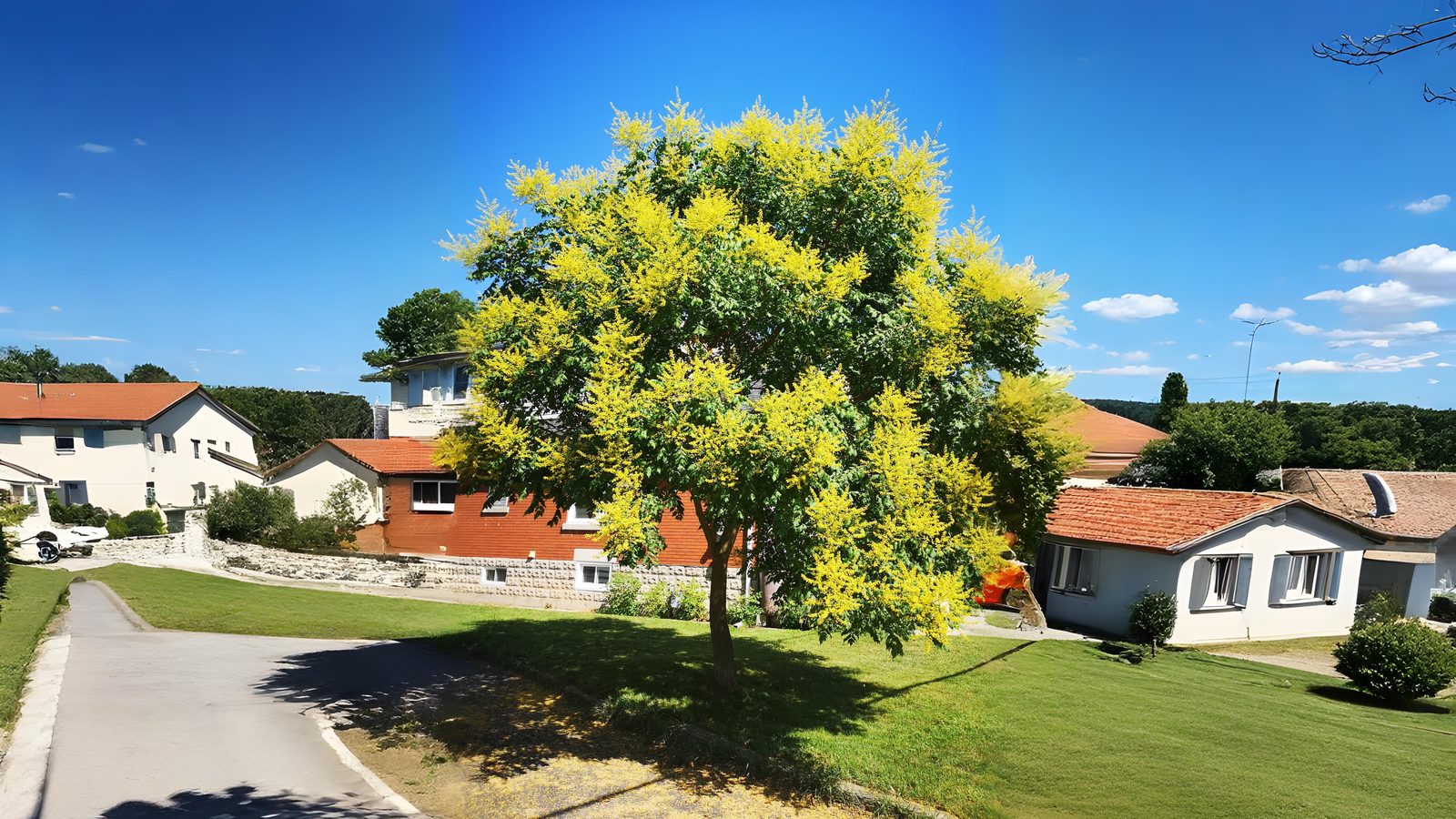 16-July London in Bloom: The Trees of July Section Image
