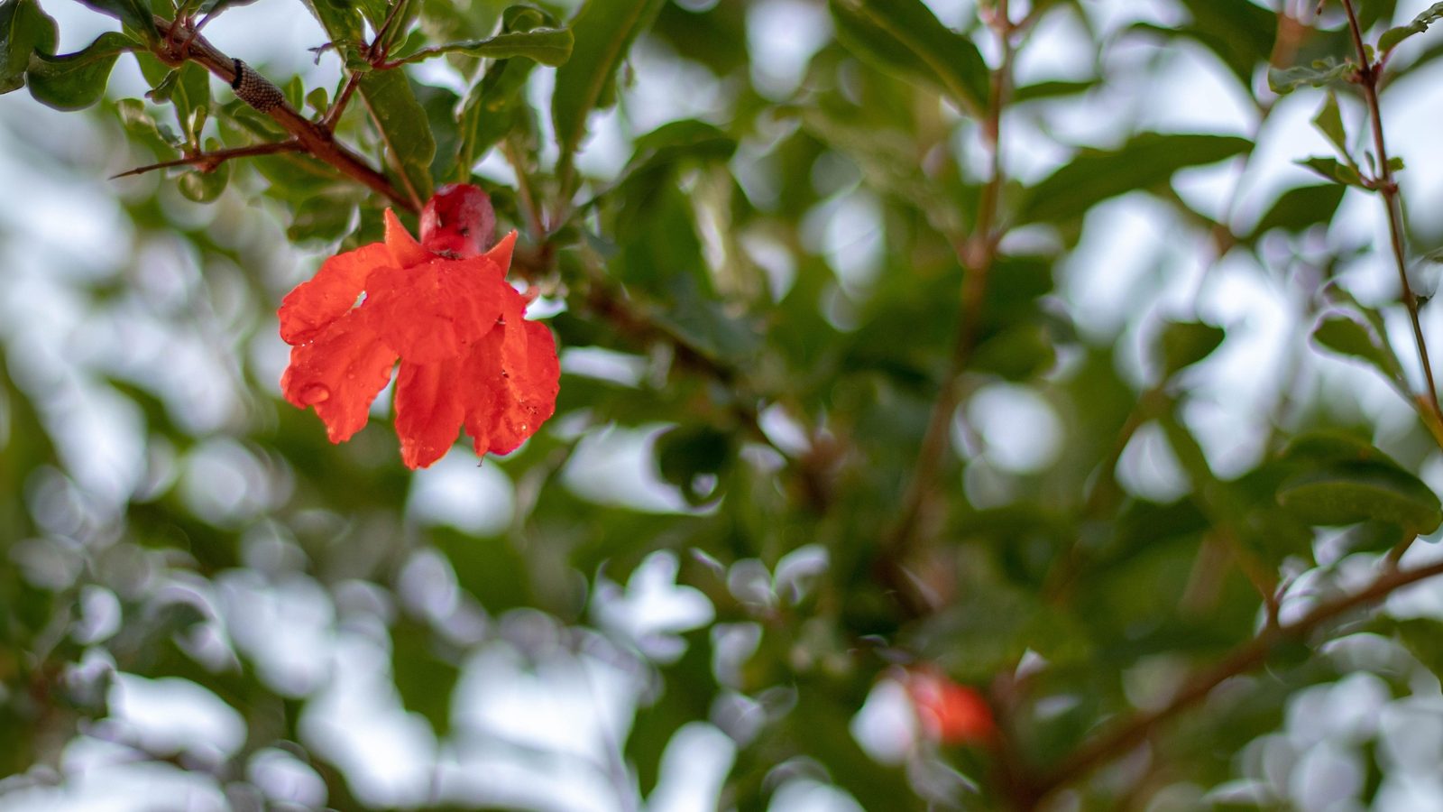 17-July Leaves, Fruits & Shrubs: London’s Quiet Summer Shift Section Image