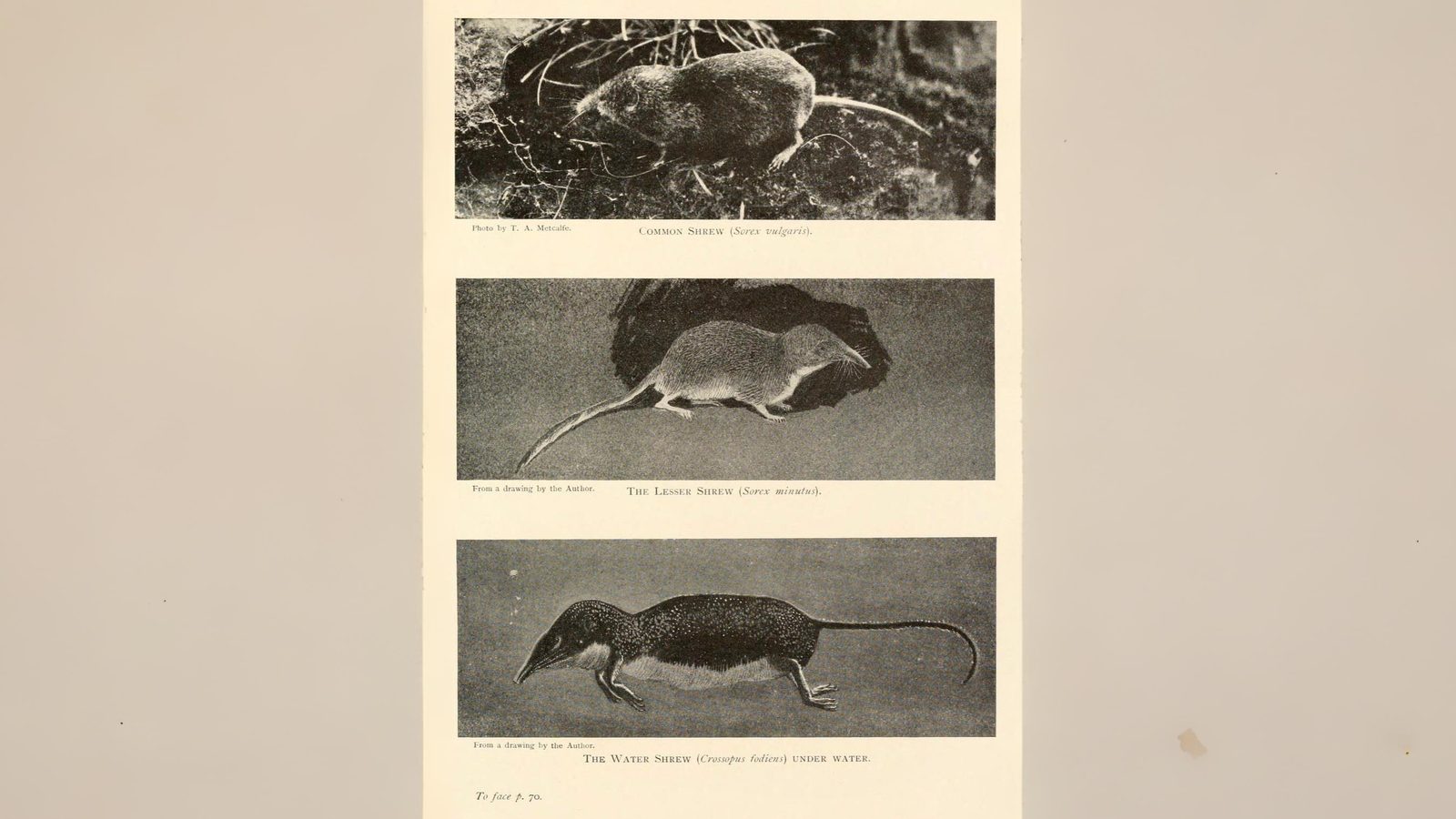18-July Midsummer Mammals: Life on the Move Section Image