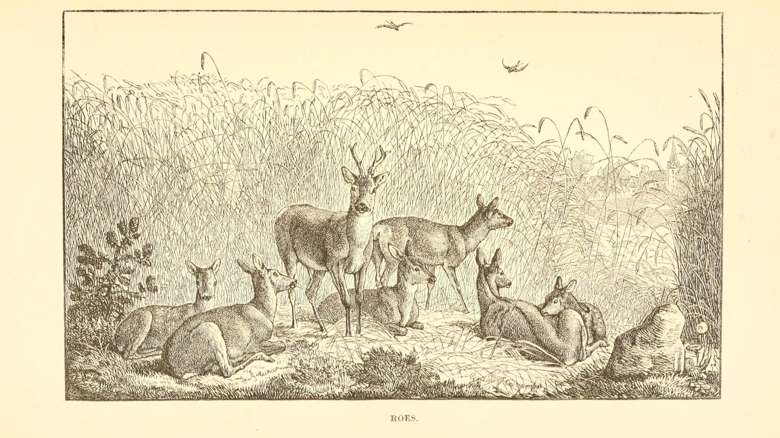 18-July Midsummer Mammals: Life on the Move Section Image