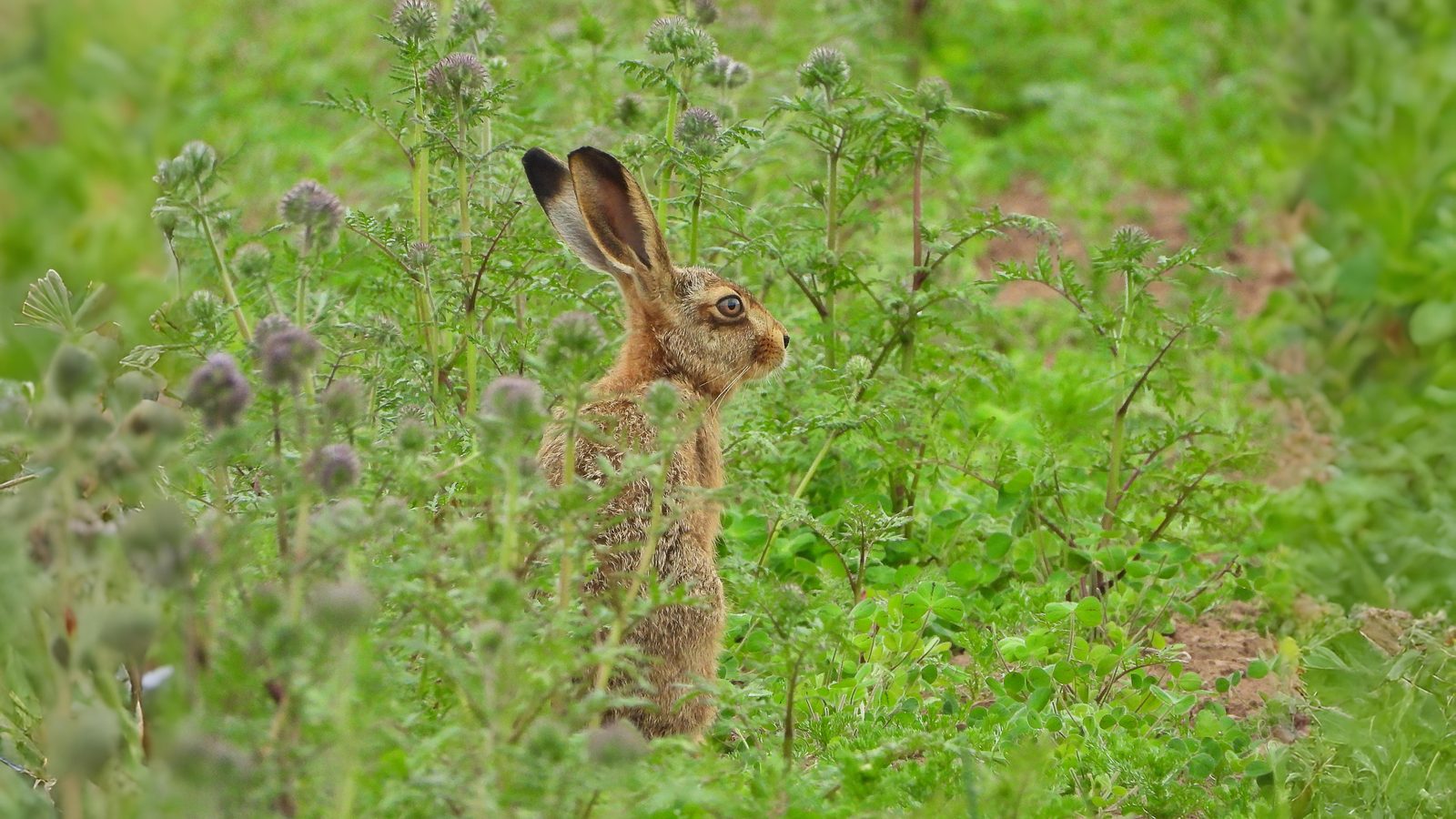 18-July Midsummer Mammals: Life on the Move Section Image