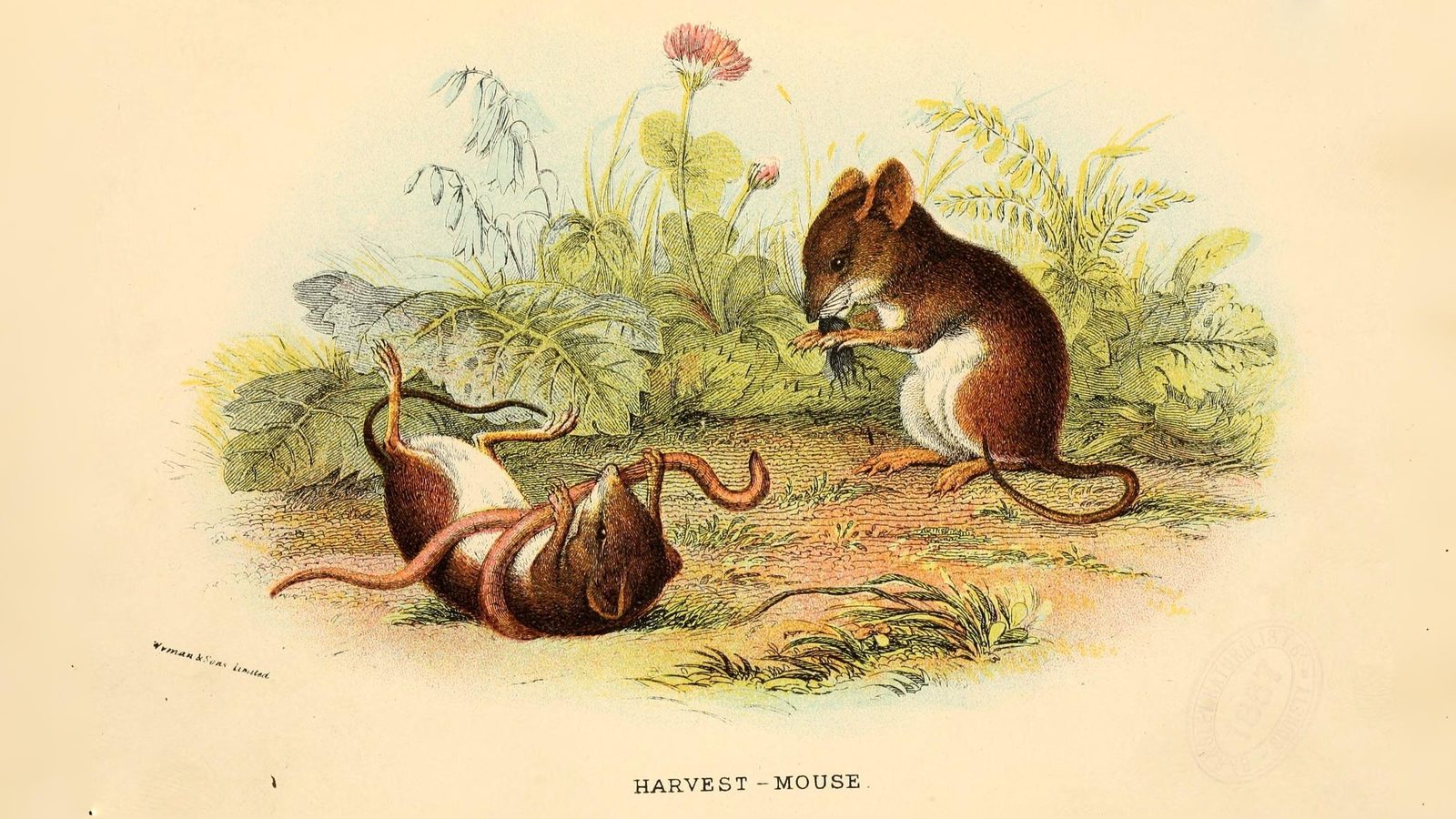 19-July London’s Small Mammals in Summer Section Image