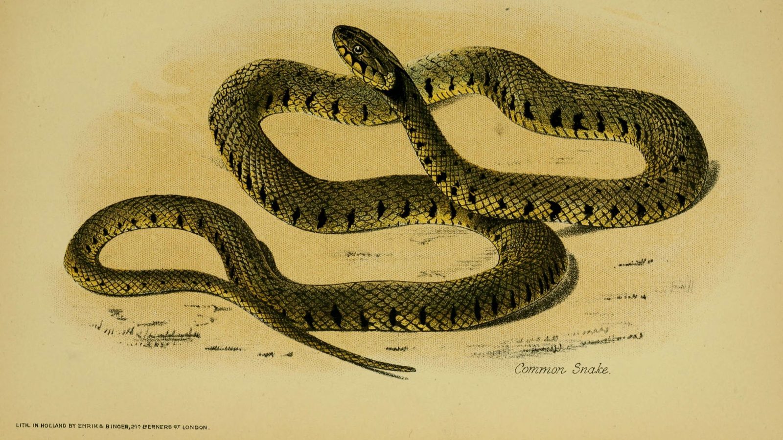 20-July London’s July Wildlings: Adders, Algae & Aquatic Spectacles Section Image