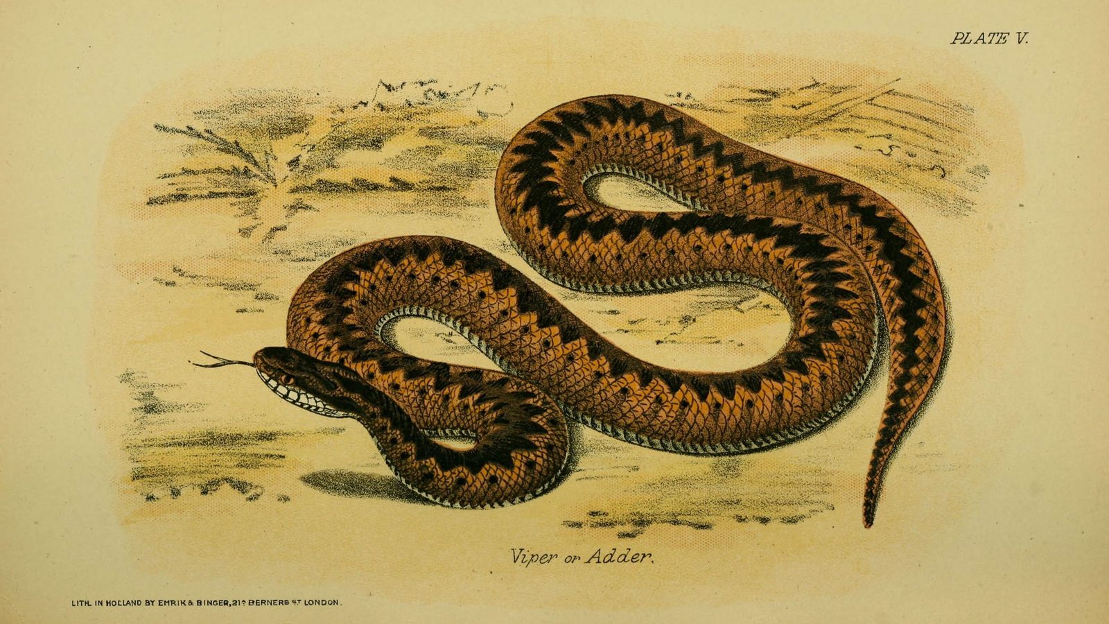 20-July London’s July Wildlings: Adders, Algae & Aquatic Spectacles Section Image