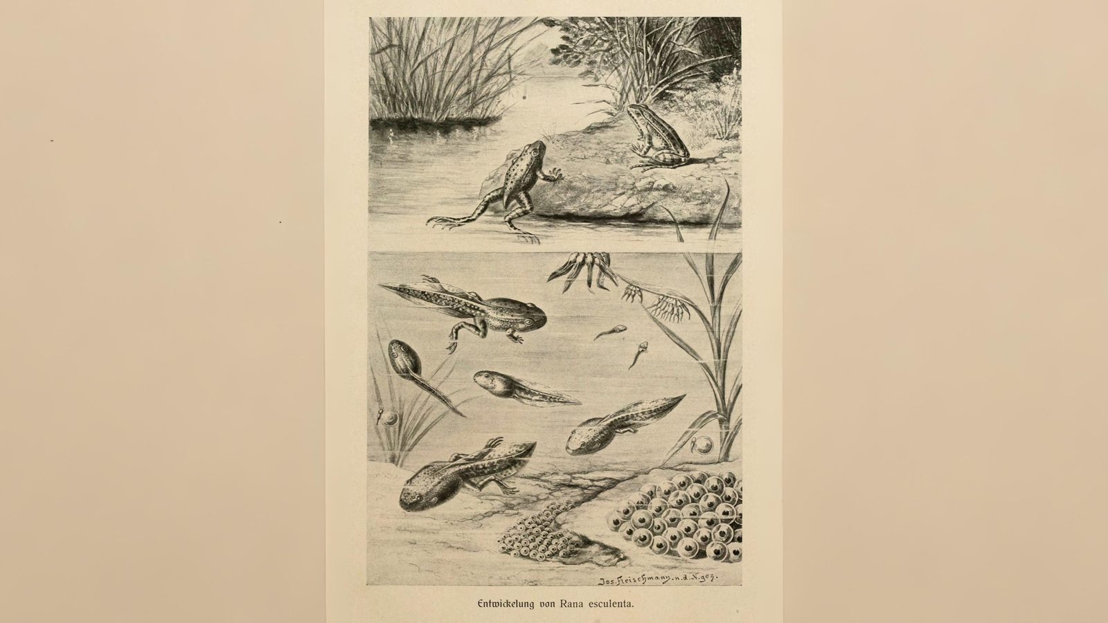 20-July London’s July Wildlings: Adders, Algae & Aquatic Spectacles Section Image