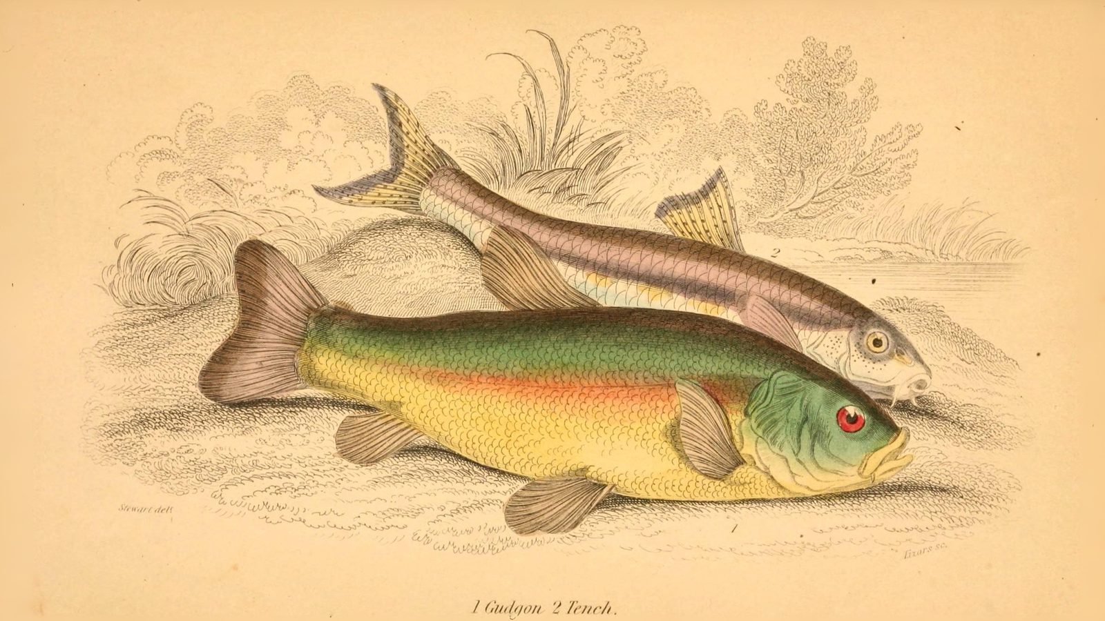 20-July London’s July Wildlings: Adders, Algae & Aquatic Spectacles Section Image