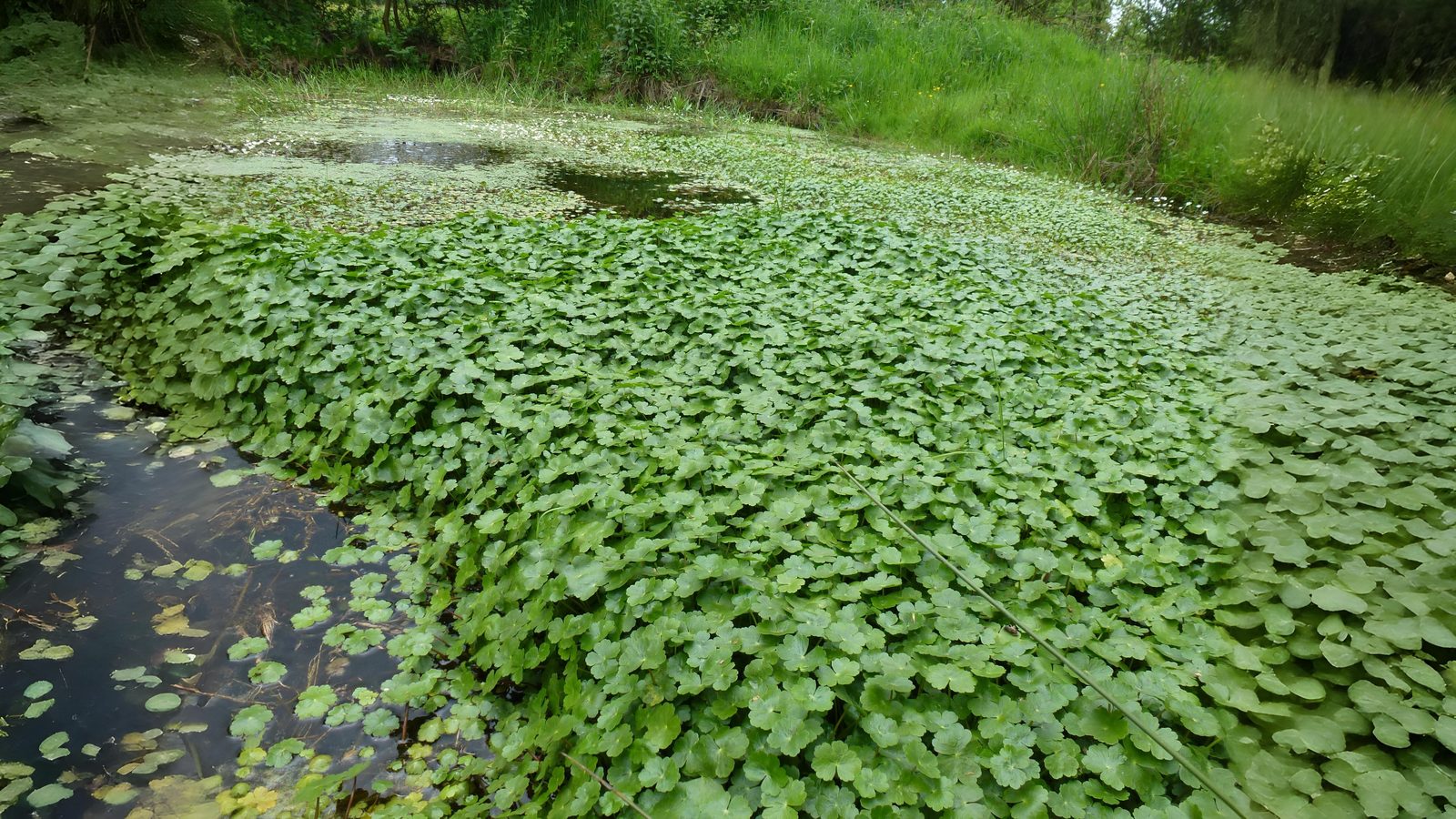 20-July London’s July Wildlings: Adders, Algae & Aquatic Spectacles Section Image